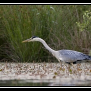 heron cendre-border
